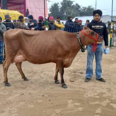 Promoting CowSignals® at the Dairy & Agri Expo in Haryana, India