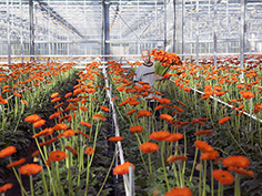 plants.jpg