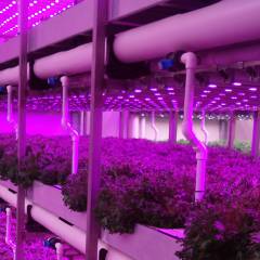 Innovations in plant factory practices