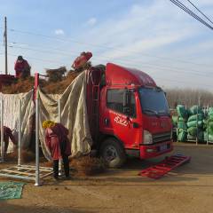 	 Successful first Sino-Dutch tree nursery training