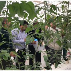 	Training at the new greenhouse in Jordan Valley