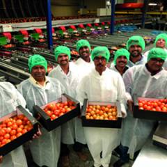 Next steps in the development of the tomato area in Narayangaon, India
