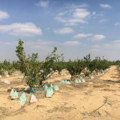 Contributing to climate smart agriculture in Egypt