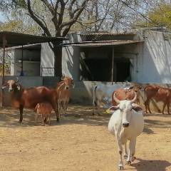 Sri Lanka and India: Improve your dairy business 