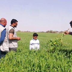 Iraq: Enhancing irrigation and climate-smart agriculture skills for farmers and extension workers