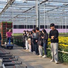 Korean CNU students visit Dutch greenhouse horticulture for a month