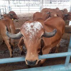 Climate-proof and circular dairy farming in India
