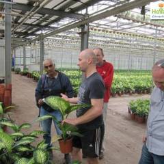 Dieffenbachia and Aglaonema cultivation knowledge exchange between the Netherlands and Israel